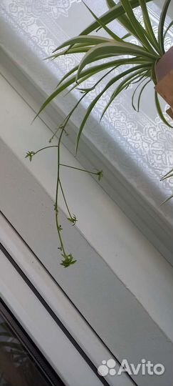 Хлорофитум