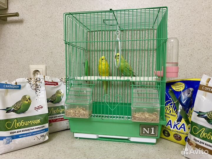 Волнистый попугай с клеткой