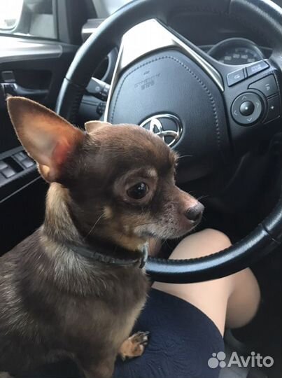 Вязка кобель чихуахуа