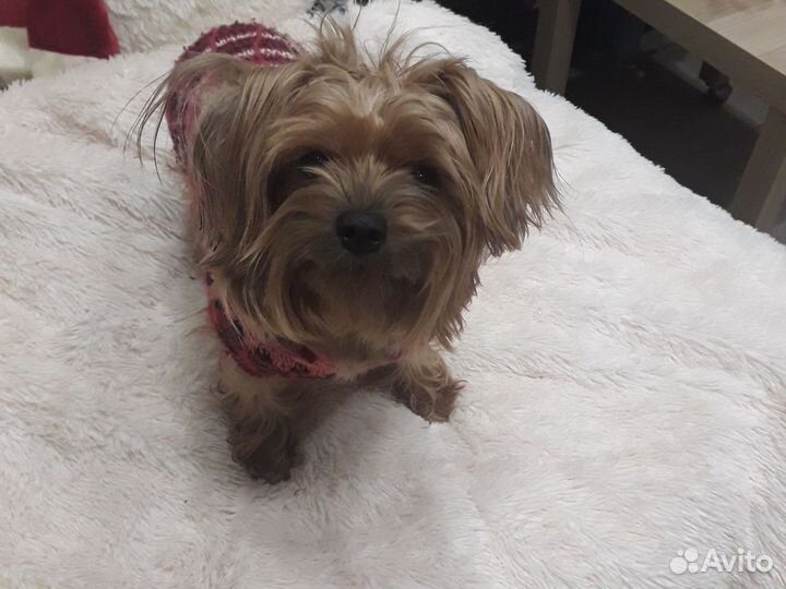 Йоркширский терьер девочка