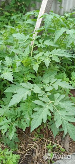 Рассада черри