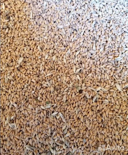 Пшеница яровая, Кормовой ячмень на корм/посев