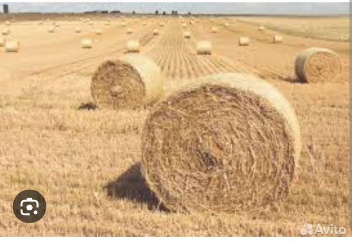 Сено в тюках круглые