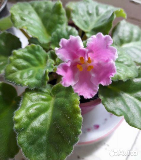 Фиалка. Молочай