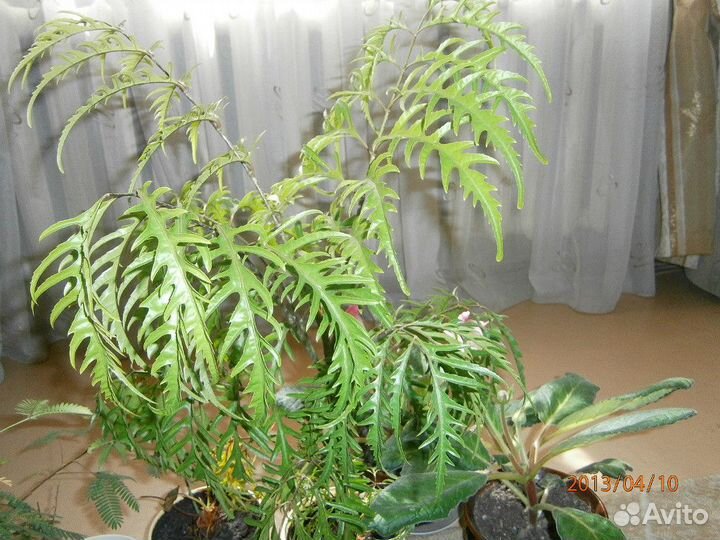 Комнатные растения