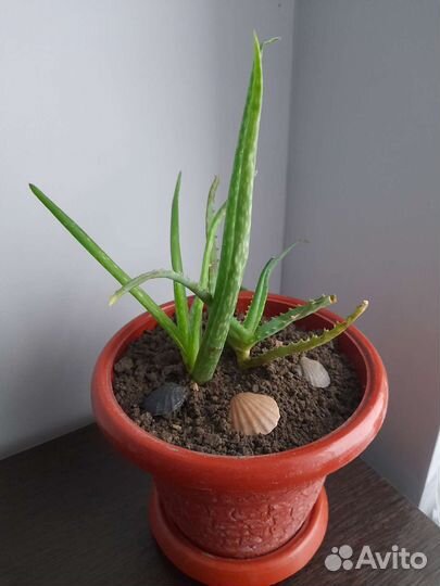 Цветы комнатные фикус алое хлорофитум