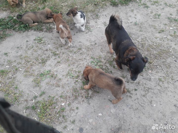 Щенки маленькой собачки