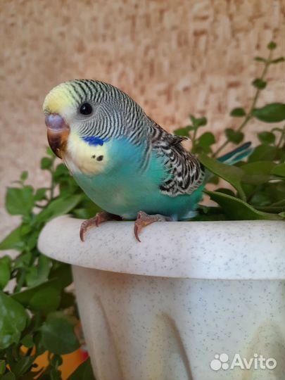 Птенцы волнистый попугай