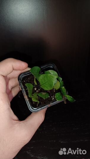 Microsorum Linguiforme var. Timika