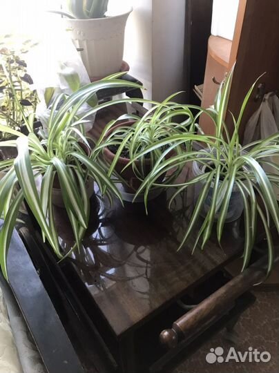 Хлорофитум хойя