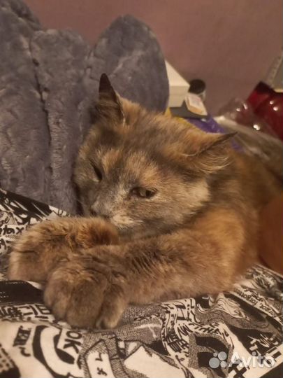 Кошечка