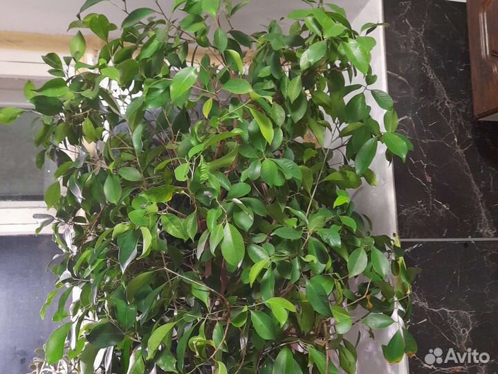 Фикус Гинсенг большой(в офис)