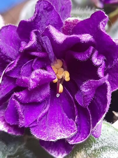 Фиалка в горшке