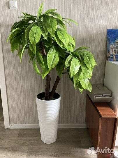 Манго с желтым кантом