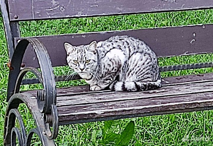 Британский Кот