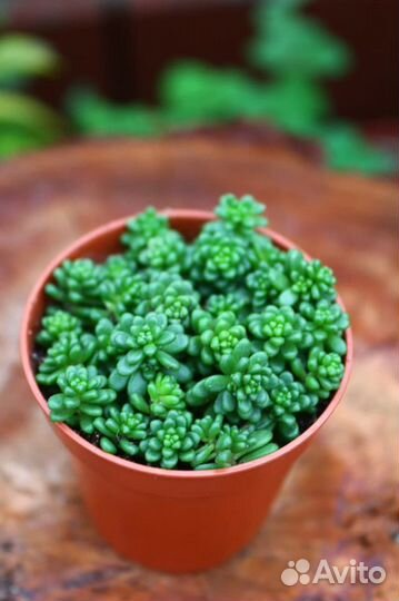 Суккуленты садовые