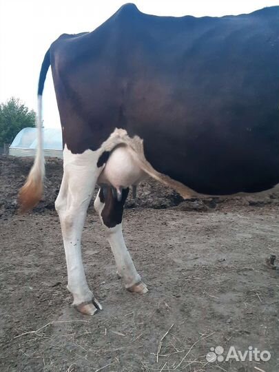 С/х животные коровы