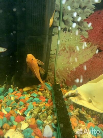 Продам сомиков