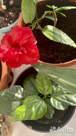 Гибискус китайская роза