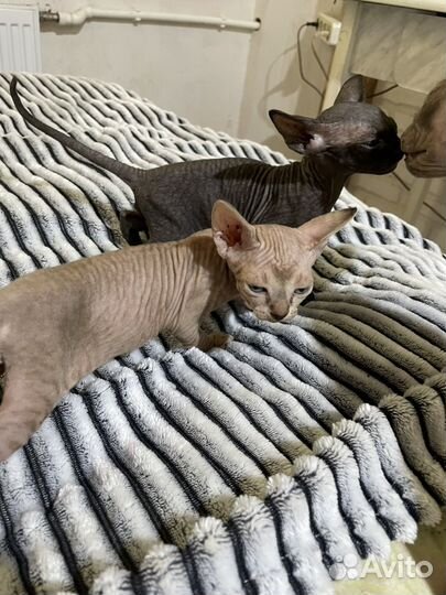 Канадский сфинкс котенок