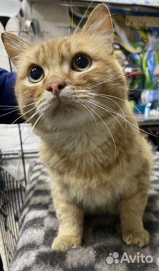 Котик в добрые ручки