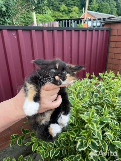 Кошка в дар бесплатно