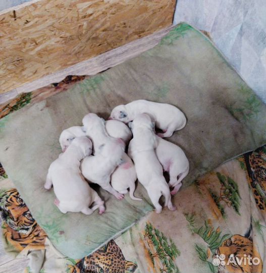 Щенки далматина