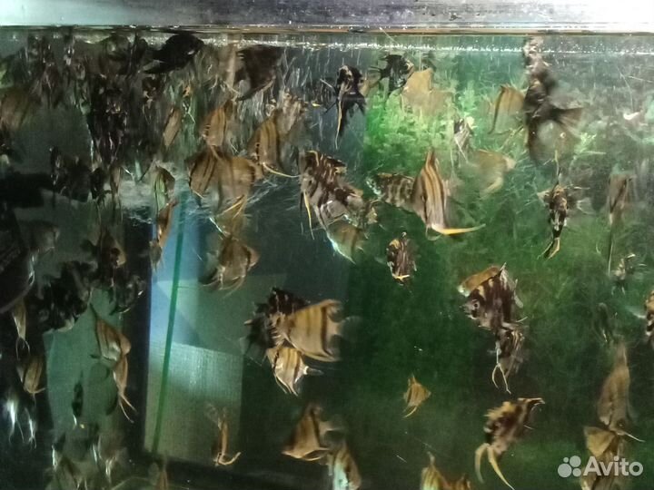 Аквариумные рыбки