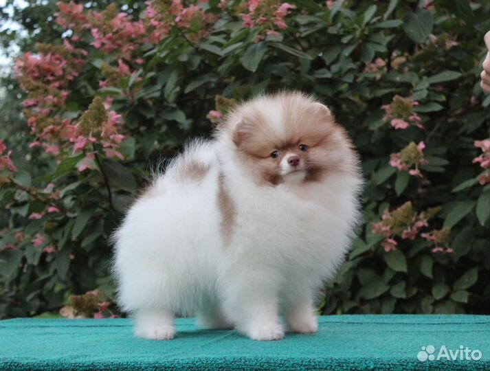 Нежный мальчик