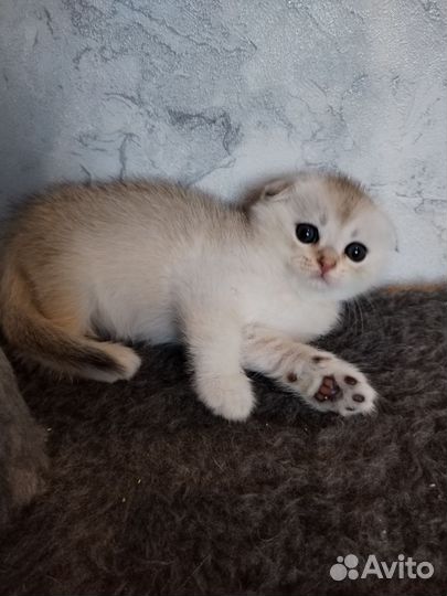 Золотые шиншиллы