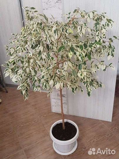 Фикус бенджамина