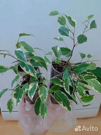 Фикус бенджамина