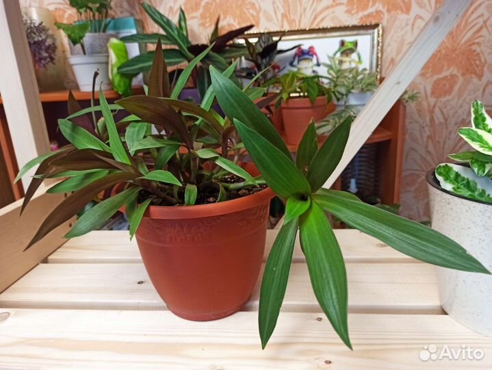 Комнатные цветы(рэо,педилантус,спатифиллум,хлорофи