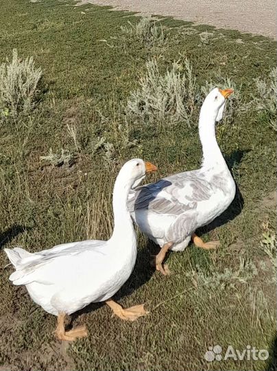 Холмогорские гуси