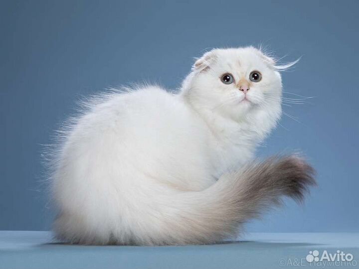 Синеглазые девочки