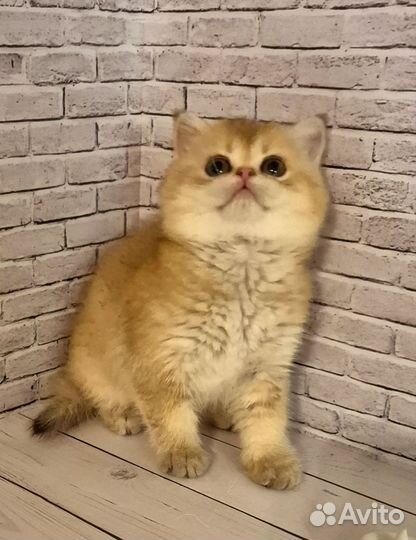 Милая шотландская девочка