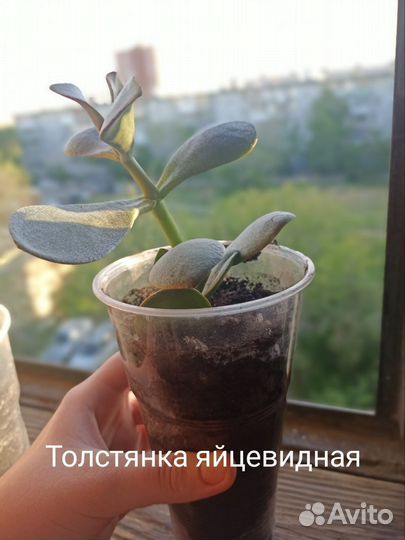 Цветок толстянка