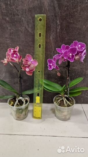 Пеперомия Мирт