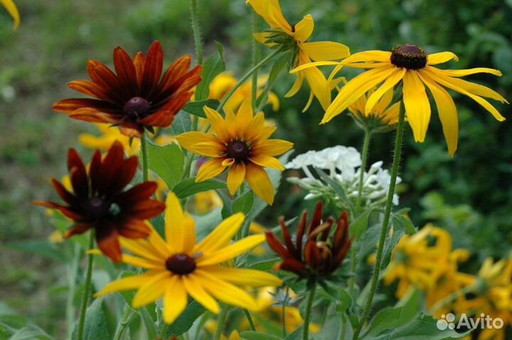 Бузульник тангутский. Рудбеккия многолетняя