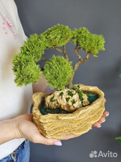 Дерево бонсай