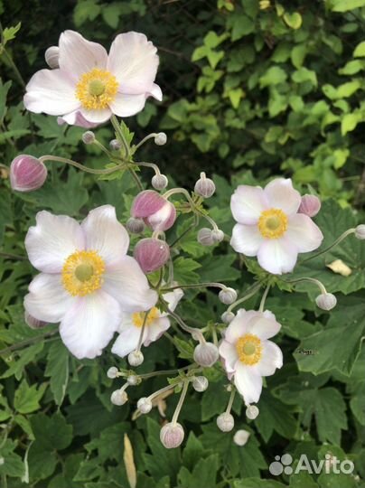 Многолетники-вербена бонарская,эхинацея,анемона