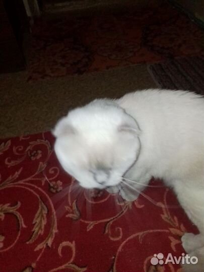 Чистокровный вислоушка шотландец