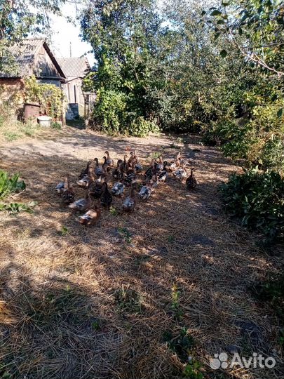 Подсадные утки