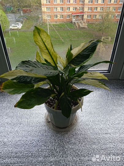 Фикус бенджамина пестролистный
