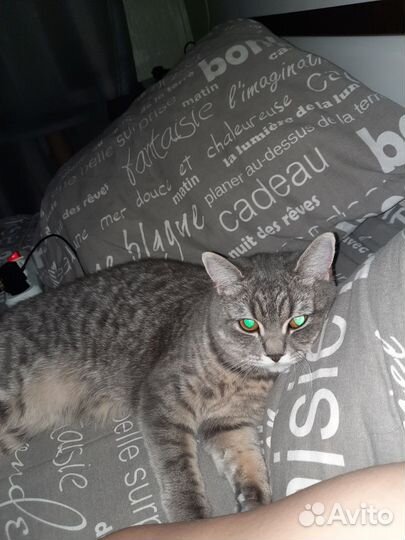 Кошка в дар бесплатно