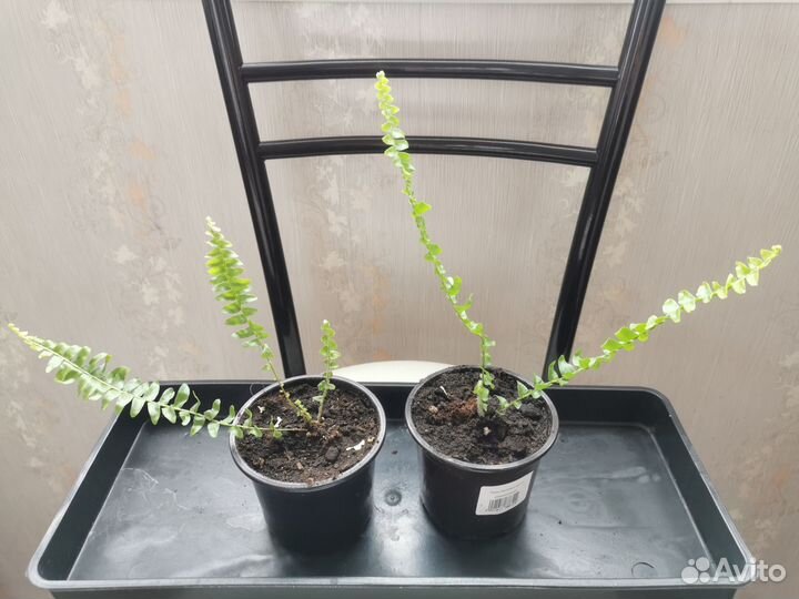 Папоротник нефролепис