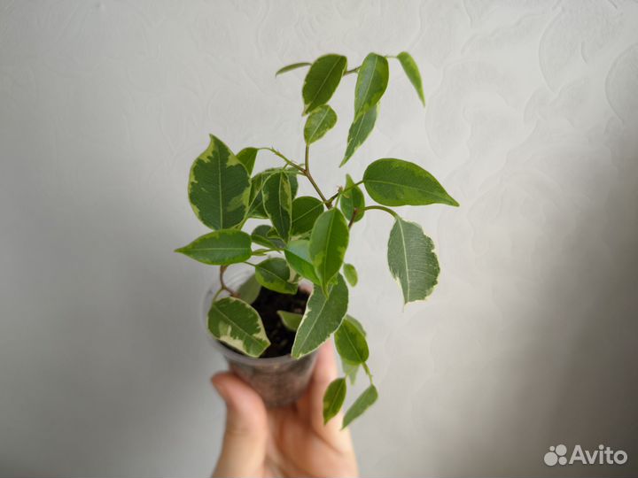 Фикус Кинки комнатные растения