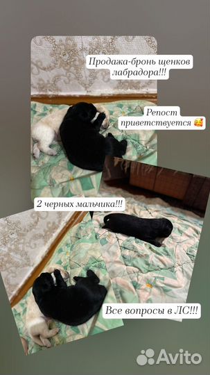 Щенки лабрадора