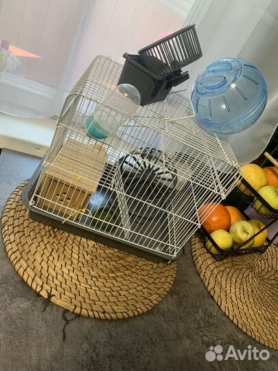 Клетка для грызунов бу