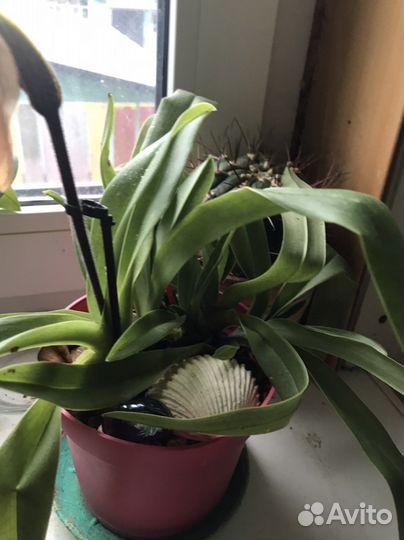 Орхидея дендробиум фаленопсис